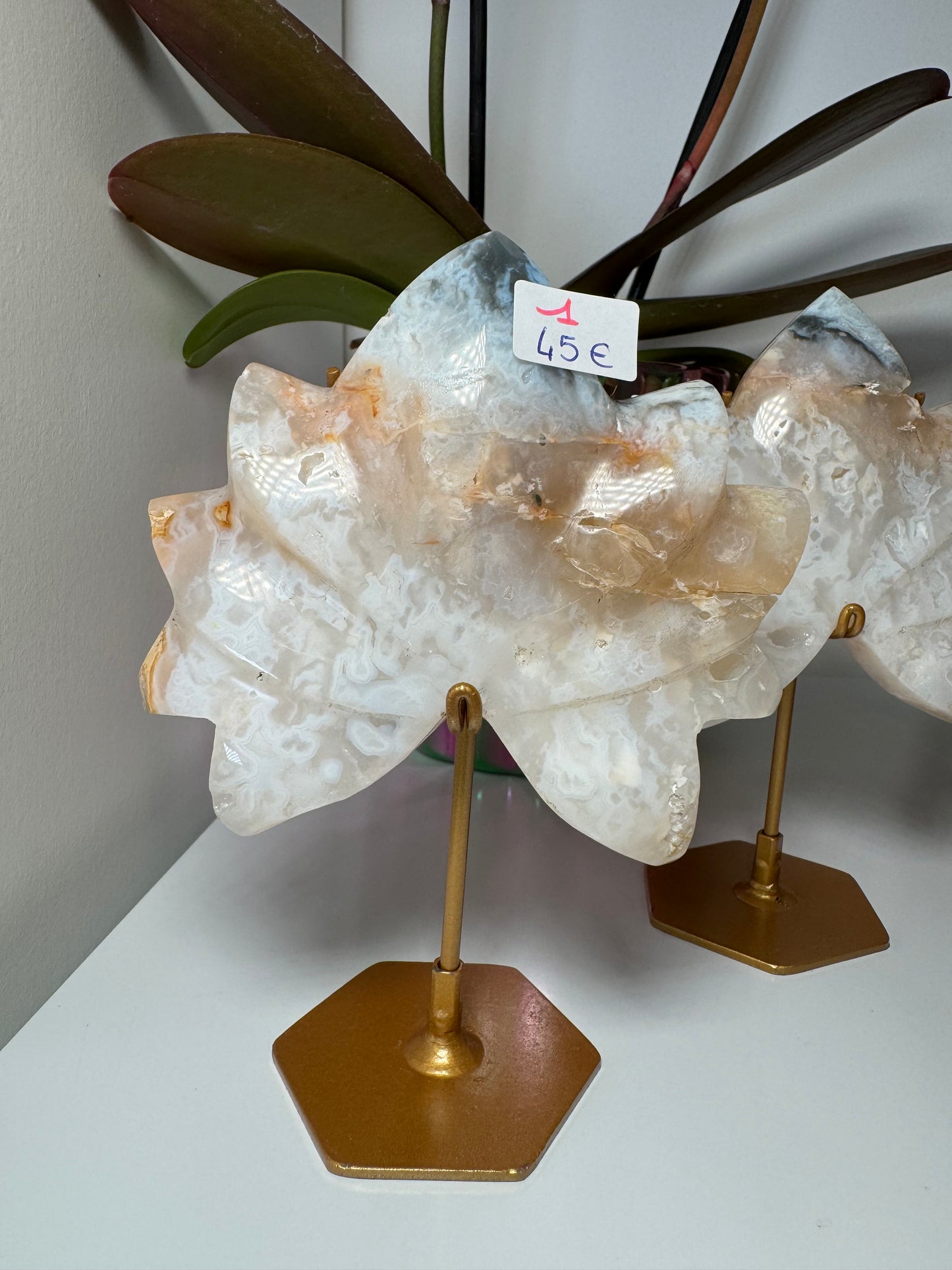 Lotus en Agate Plume