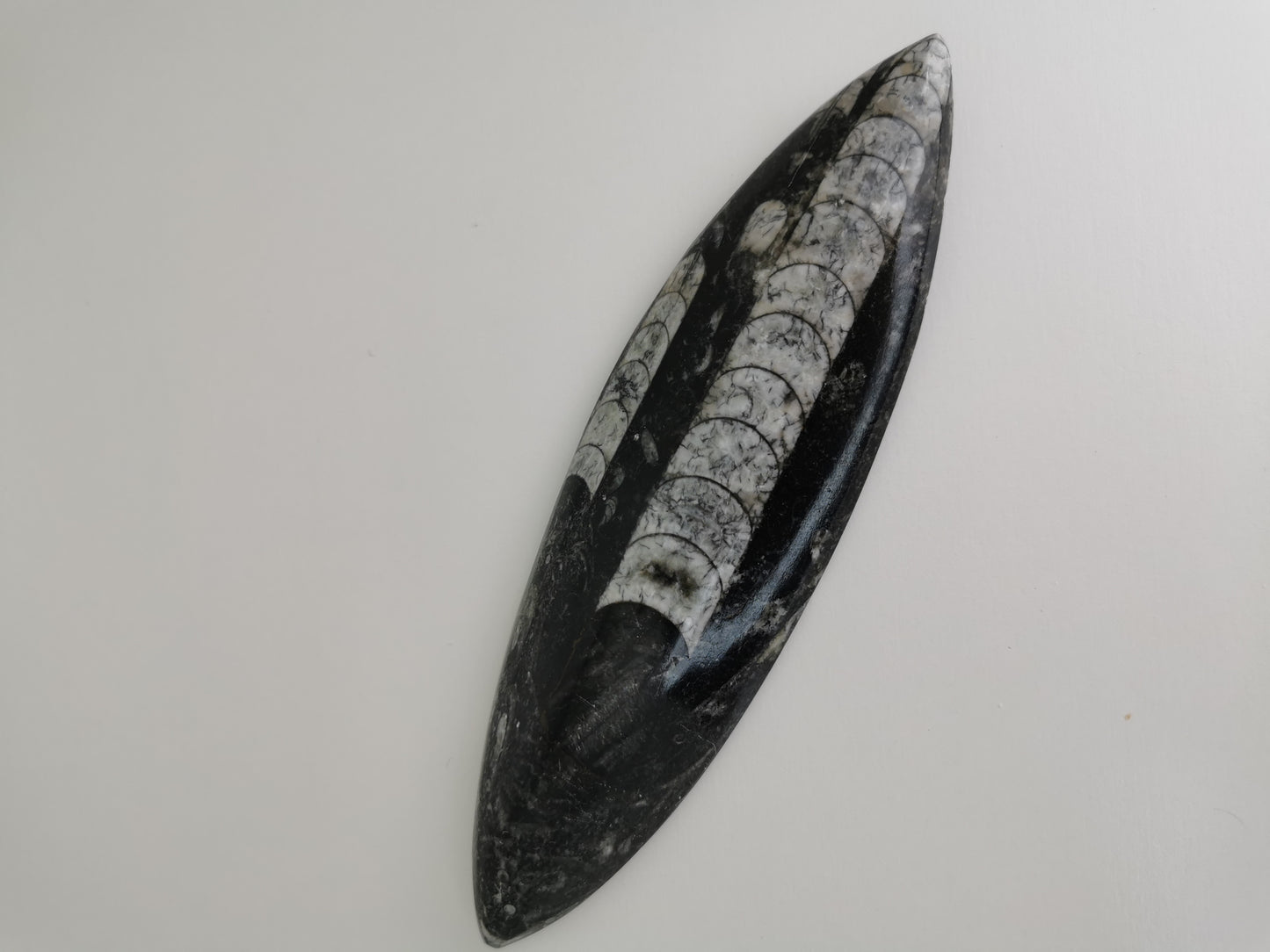 Fossile Orthoceras