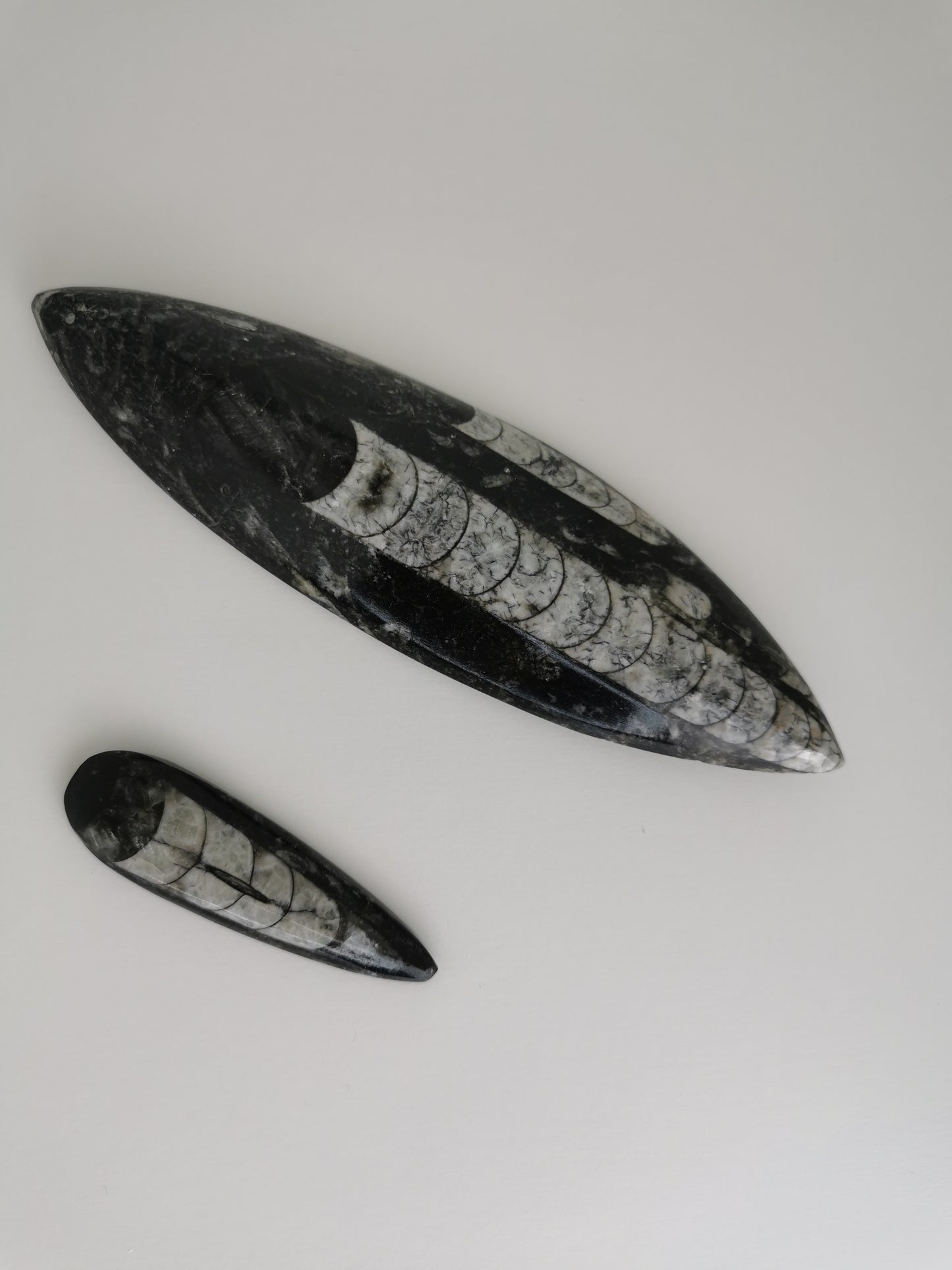 Fossile Orthoceras