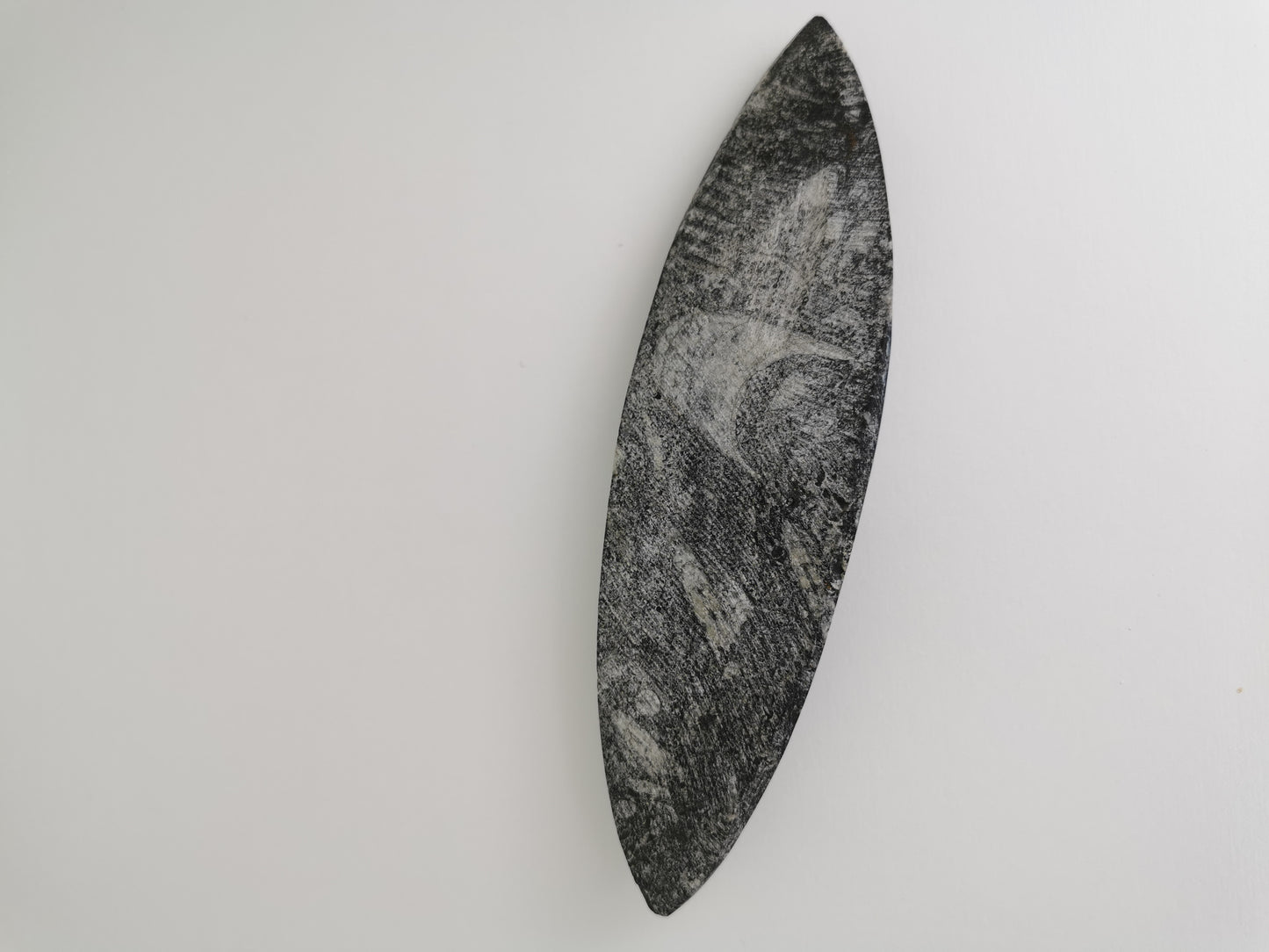 Fossile Orthoceras