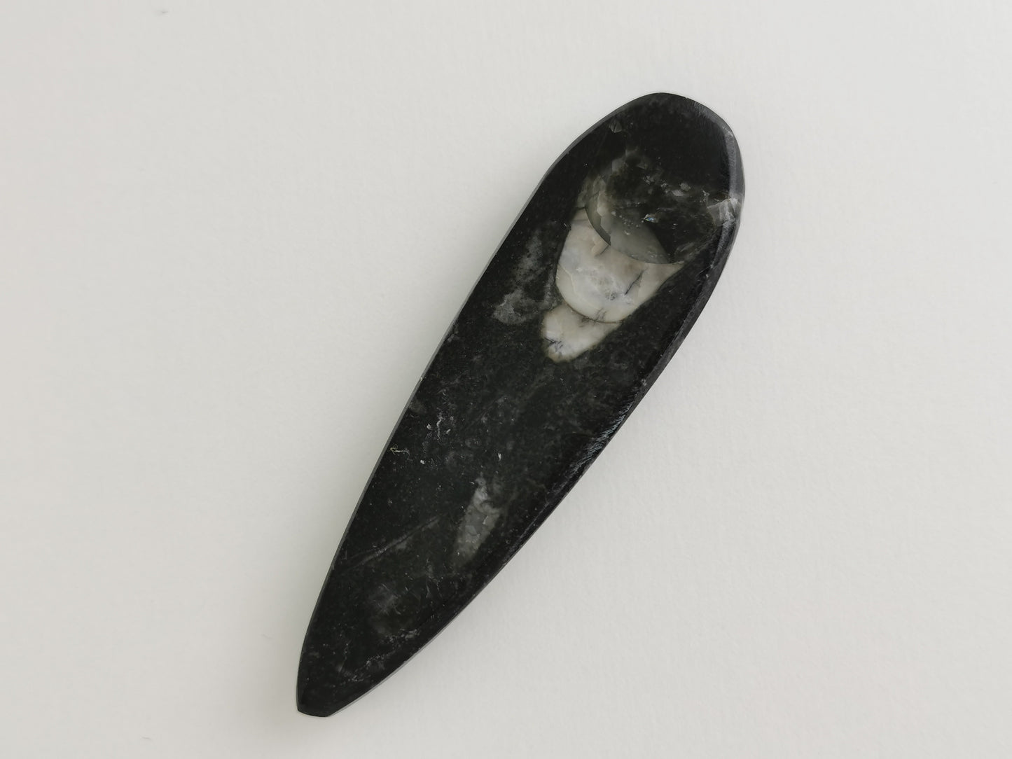 Fossile Orthoceras