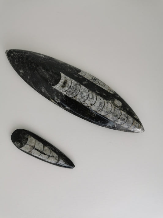 Fossile Orthoceras
